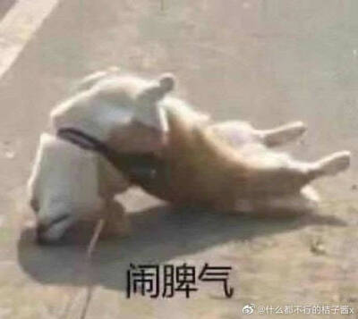 沙雕