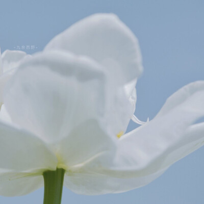 花草 壁纸
九奈西野