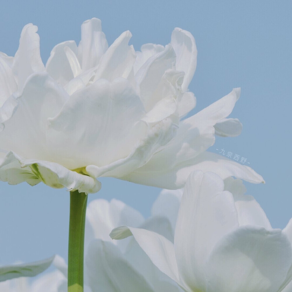 花草 壁纸
九奈西野