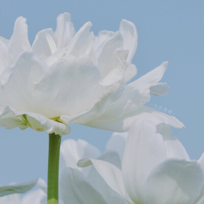 花草 壁纸
九奈西野