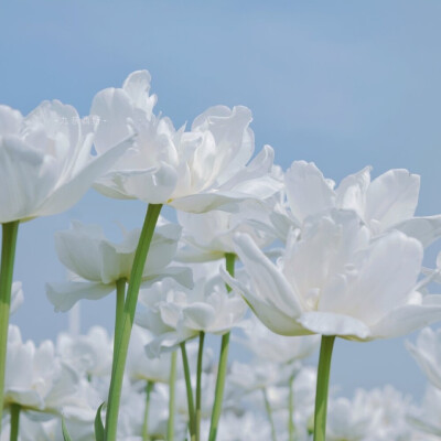 花草 壁纸
九奈西野