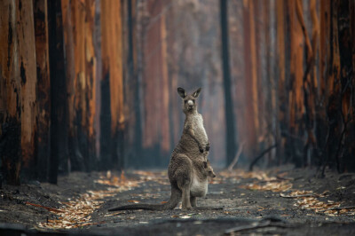 ‘Hope In A Burned Forest’
By Jo-Anne Mcarthur
Mallacoota, Victoria