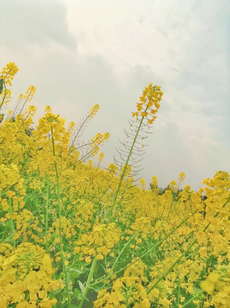 油菜花开了，春天也要来了