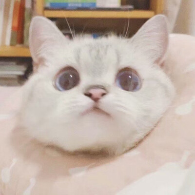 猫猫头