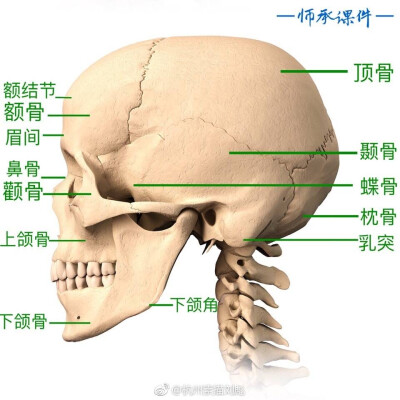 美术素材-
模型*头骨*结构*专业
