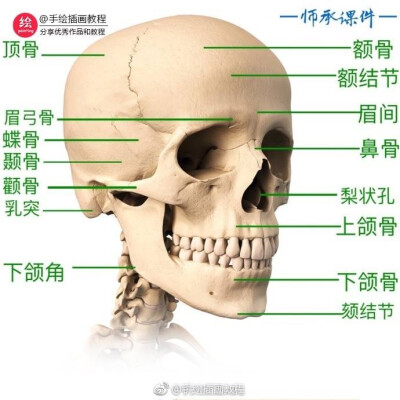 美术素材-
模型*头骨*结构*专业
