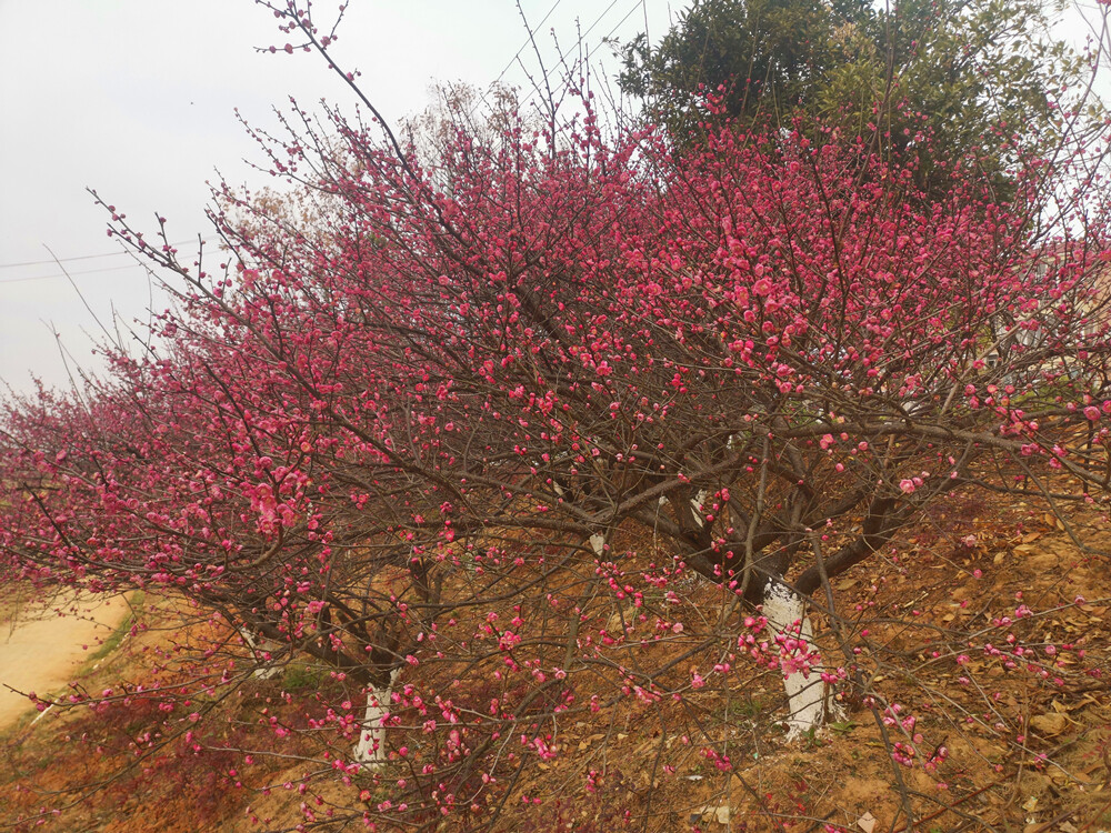 美丽吉安：螺湖湾湿地公园赏梅