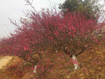 美丽吉安：螺湖湾湿地公园赏梅