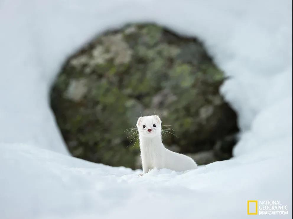 白色大衣
意大利的大帕拉迪索国家公园( Gran Paradiso National Park) 是野生动物们的栖息地，那儿居住着野生山羊、羚羊、赤狐和貂。由于冬日的到来，图中这只貂已经换上了白色的“大衣”（春天和夏天时它们的皮毛是红棕色）。摄影：Stefano Unterthiner