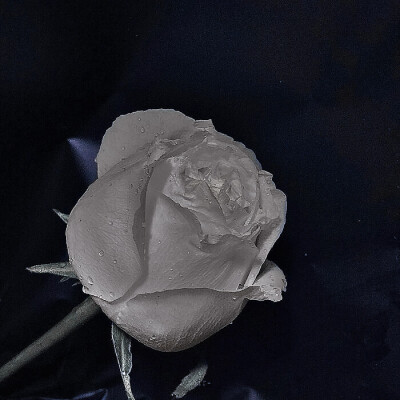 
/：玫瑰永不凋落