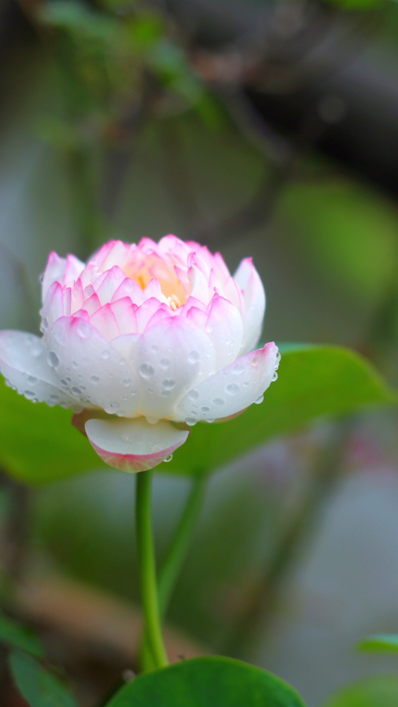 花团锦簇