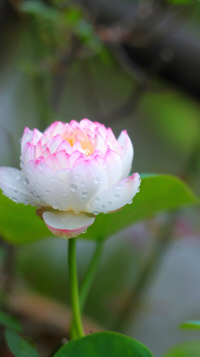 花团锦簇