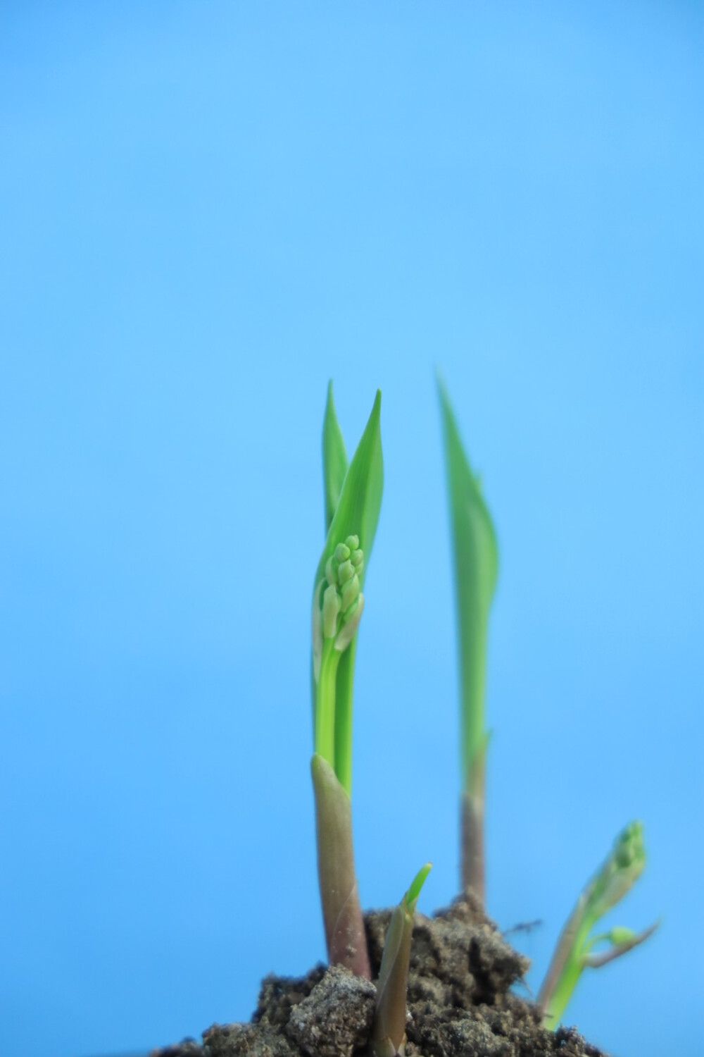 等我家小花开花