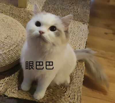 猫咖的猫儿们