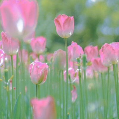 花草壁纸