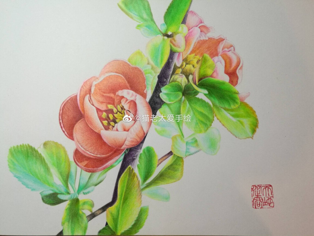 布谷鸟