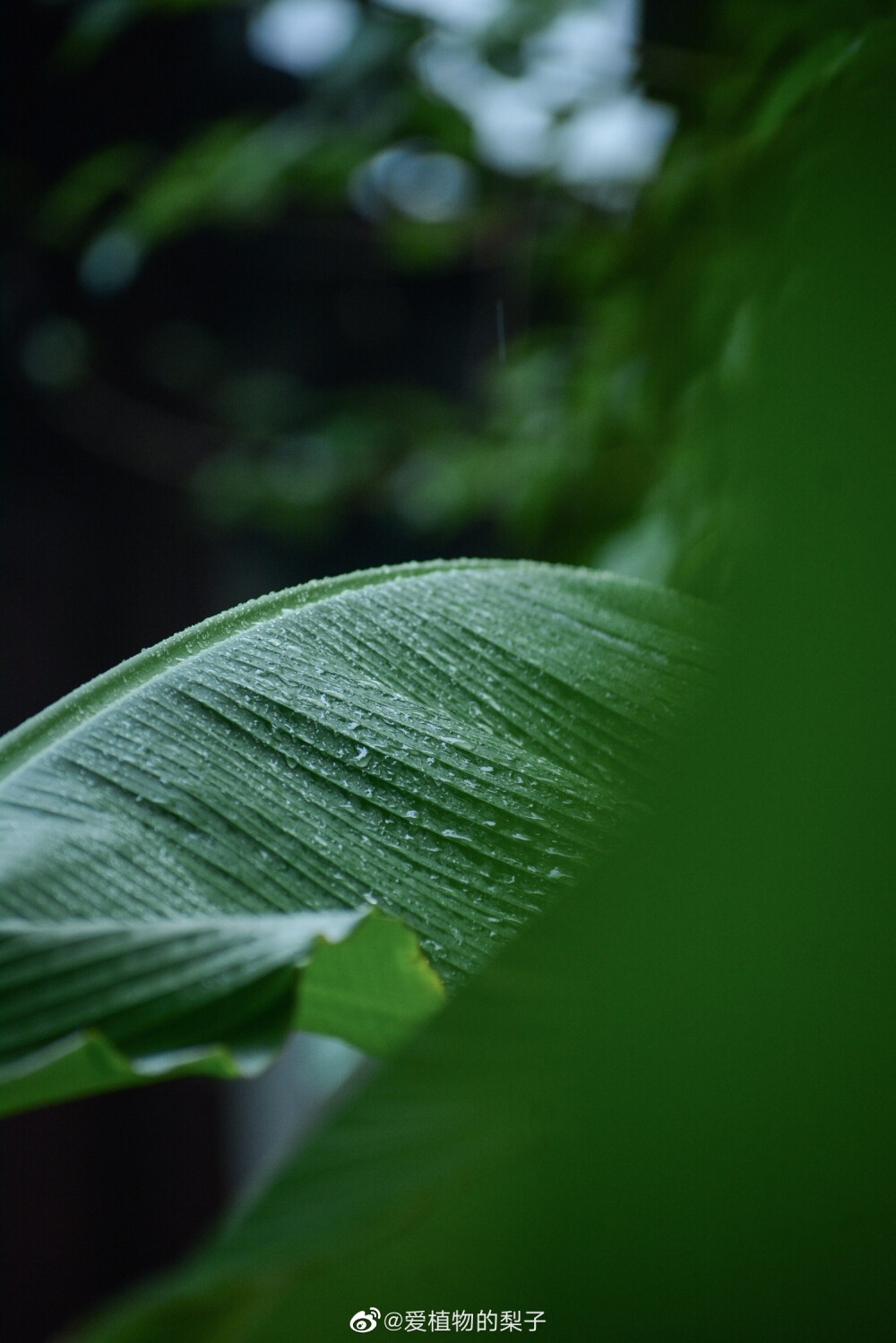 花草