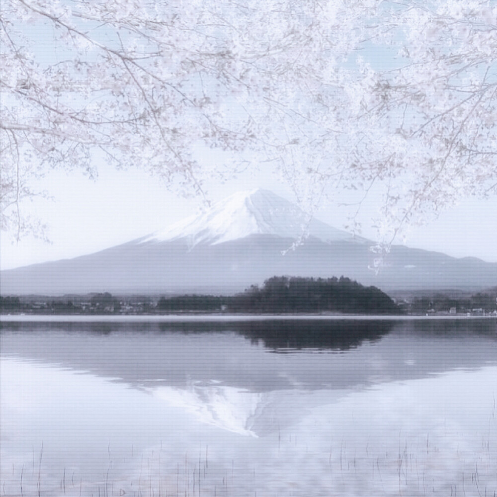  欲落的櫻花終究等不到富士山的日落*