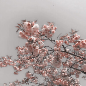 鞠婧祎

背景图妖九