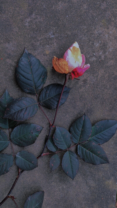 外婆院子里的花