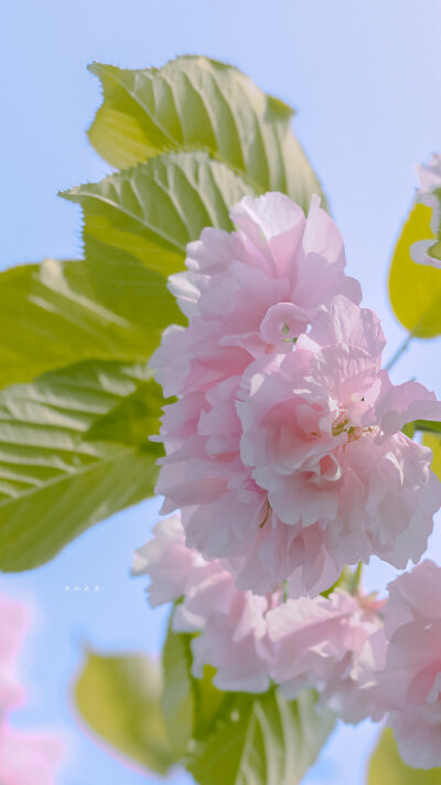  「开始期待春暖花开时分」
