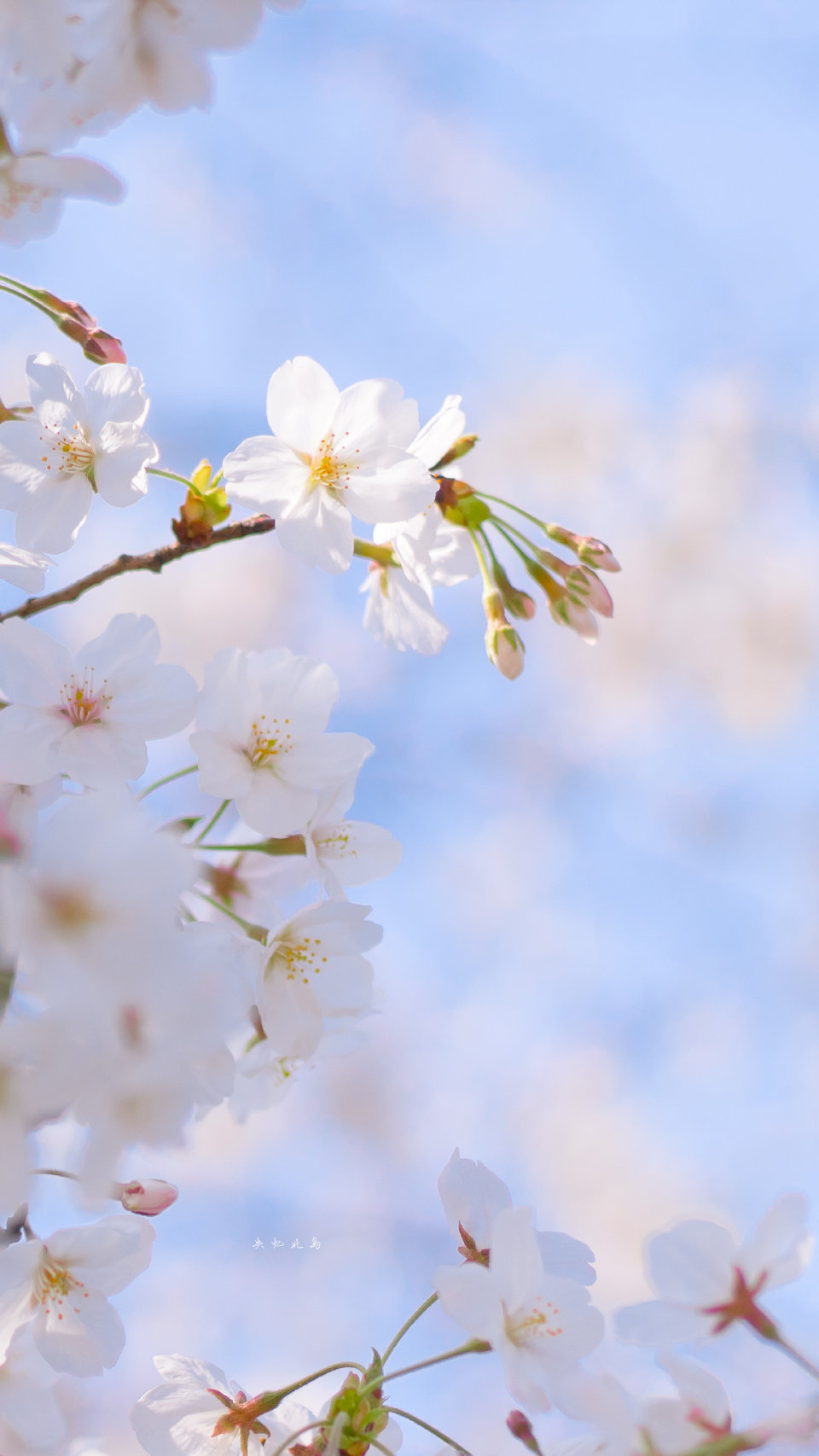  「开始期待春暖花开时分」
