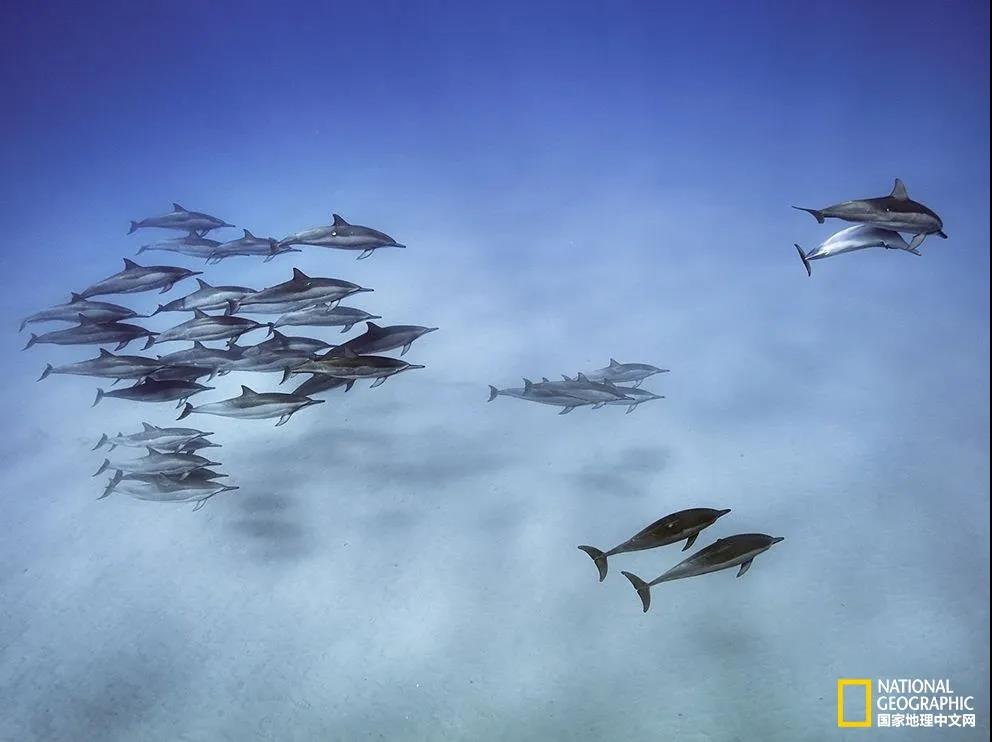 飞旋海豚 夏威夷瓦胡岛，一群飞旋海豚刚刚结束一天的捕食活动。飞旋海豚是群居动物，一个群落的数量可以达到一千只。摄影：Brian Skerry