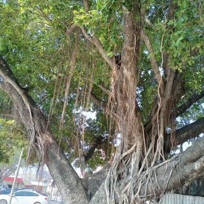 小时候爬过的树