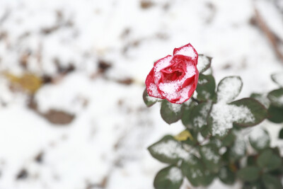 玫瑰+雪