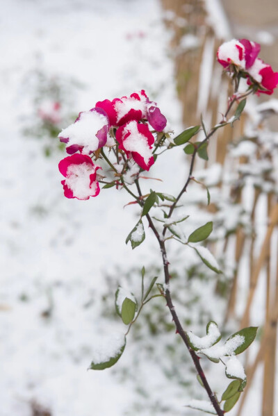 玫瑰+雪