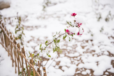 玫瑰+雪