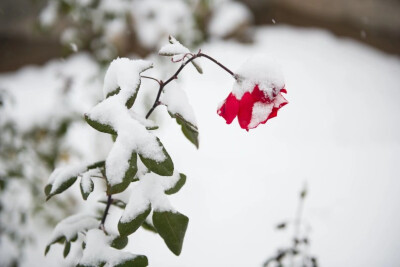 玫瑰+雪