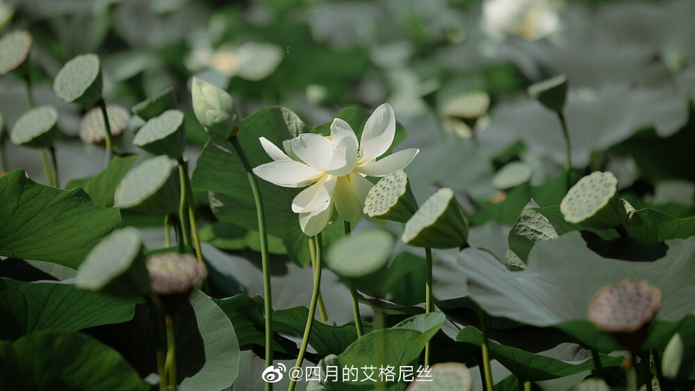 盛唐·观荷
顾盼遗光彩，荷花羞玉颜
纨绮玉团儿真丝齐胸衫裙@纨绮传统服饰
出镜@四月的艾格尼丝
摄影与后期来自隔天出图triple kill的@-EtherAura-
#澳大利亚·卧龙岗南天寺[地点]#