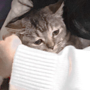 ▪美女与猫的故事





姜杞
鞠婧祎