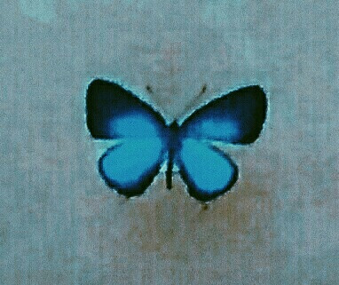 butterfly