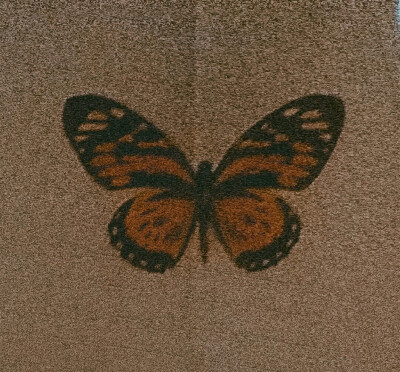 butterfly