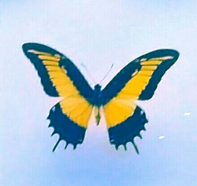 butterfly