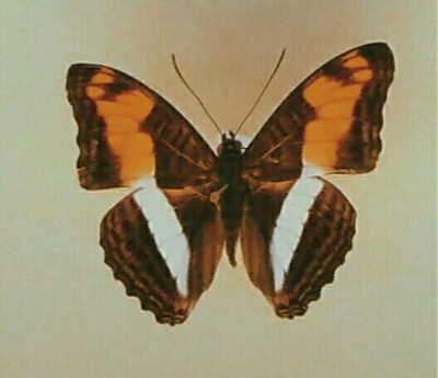 butterfly