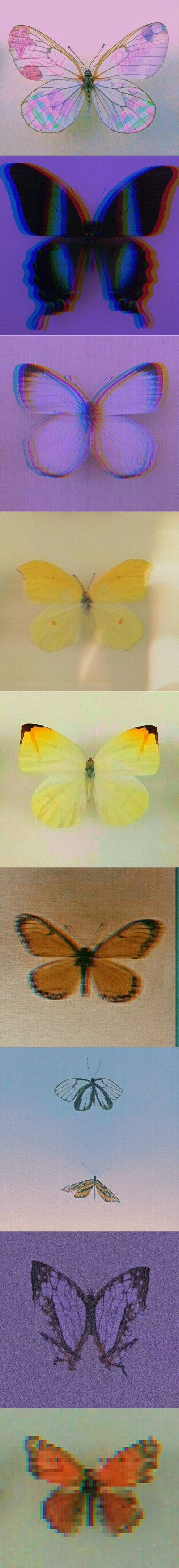 butterfly