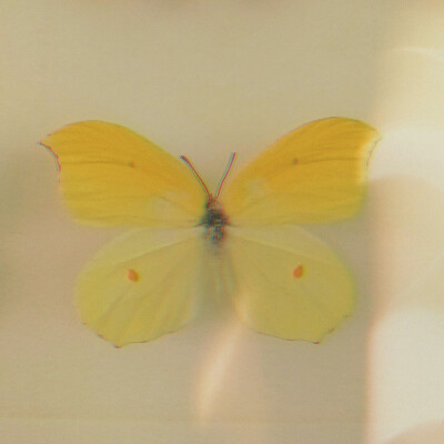 butterfly