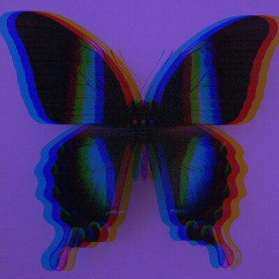 butterfly