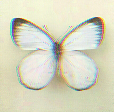 butterfly