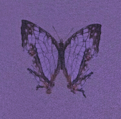 butterfly