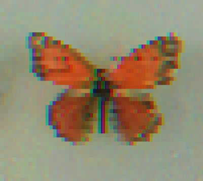 butterfly