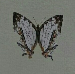 butterfly