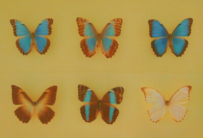 butterfly