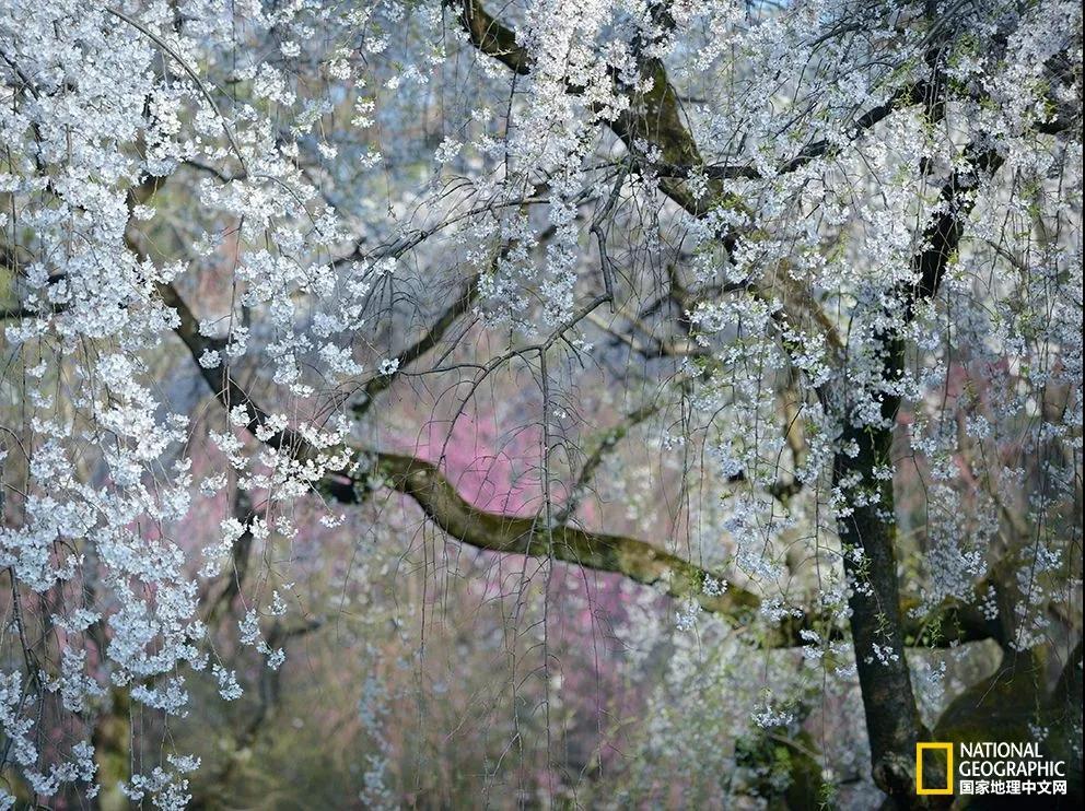 御所樱花
日本京都御所内的樱花开满枝条，樱花通常在三月末四月初绽放，“盛开的场景看起来好似一幅旧时的日本绘画，千万不要错过。”摄影师Yukio Miki如是说。摄影：Yukio Miki