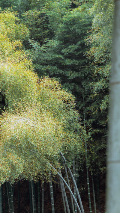 肖战生日 2020.10.05