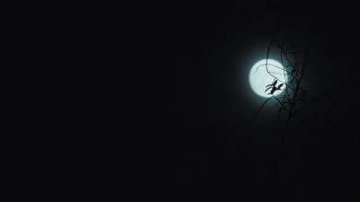 夜黑风高夜