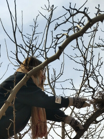 晨雾
蓝天
鸟窝
凌乱的树枝
